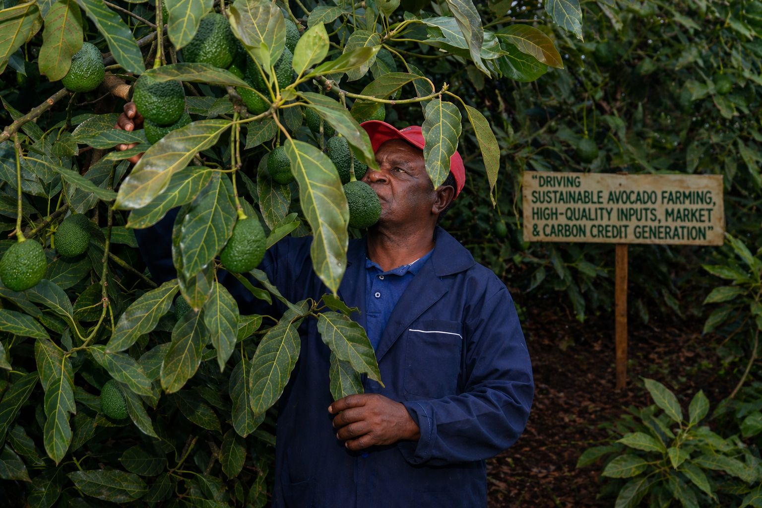 Farmer tending avocado trees